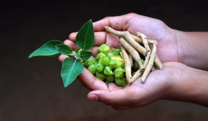 Ashwagandha for Focus and Mental Clarity Guide: Science, Benefits, and Practical Uses