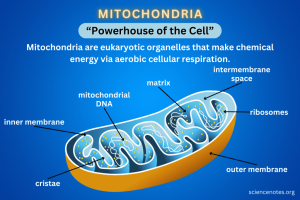 Mitochondrial Function और Shilajit Ka Connection: Science-Backed Guide