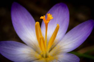 Saffron for Male Fertility and Reproductive Health Explained: Complete Science-Backed Guide