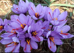 Saffron Supplement Benefits for Men India: Complete Guide to Golden Wellness